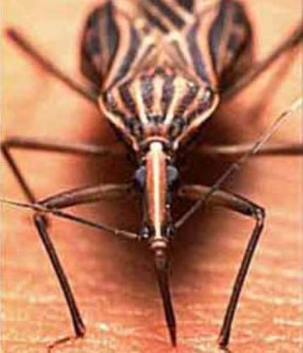 Doena de Chagas 