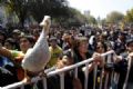 Pato  flagrado em protesto de estudantes no Chile Foto: Ivan Alvarado/Reuters