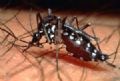 Trs cidades do ABCD esto em risco de dengue  