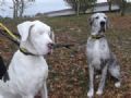 Centenas oferecem lar para cadela cega e seu co-guia Lily ( esq.) e seu guia Maddison (Foto: Dogs Trust)