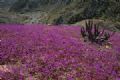 Deserto de Atacama se enche de flores na primavera  Flores cobrem parte do parque nacional Llanos de Challe, na entrada do deserto de Atacama, no Chile (Foto: Antoine Lassagne/France Presse)
