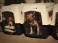 Falncia de laboratrio espanhol liberta 72 beagles cobaias Falncia de laboratrio espanhol liberta 72 beagles cobaias (Foto: BBC)