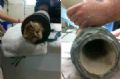 Gato  resgatado aps ser achado entalado em tubo de esgoto nos EUA Gatinho foi encontrado entalado dentro de um tubo de esgoto. (Foto: Divulgao)