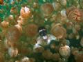 Lago permite nado com guas-vivas inofensivas Lago tem cerca de 8 milhes de guas-vivas (Foto: BBC)