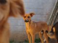 Polcia investiga suspeita de envenenamento de animais em SP Cachorro de associao beneficente onde ces podem ter sido envenenados (Foto: Fabiano Correia/G1)