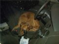 Donos deixam cadela 3h dentro de carro em shopping de Campinas Cadela ficou trs horas dentro de carro em shopping de Campinas (Foto: Reproduo EPTV)