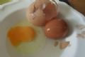 Galinha pe ovo gigante que escondia outro ovo dentro Ovo tinha outro perfeitamente formado dentro. (Foto: Reproduo)