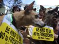 Donos de animais fazem protesto contra uso de rojes nas Filipinas Cartaz no pescoo dos ces pede que rojes no sejam usados na festa de rveillon (Foto: AFP/Noel Celis)