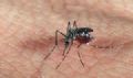 ABCD registra queda nos casos de dengue Foto: super.abril.com.br