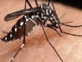 Incidncia de dengue no mundo pode ser o triplo do estimado, diz estudo Mosquito da dengue (Foto: Divulgao)