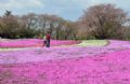 Turistas visitam parque coberto de flores cor de rosa no Japo Famlia passeia no parque em Tatebayashi (Foto: Kazuhiro Nogi/AFP)