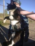 Polcia prende gato que levava celulares para priso na Rssia Foto do suspeito divulgada pelas autoridades penitencirias russas (Foto: AP)