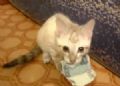  Gato ''rouba'' dinheiro e no deixa dono recuperar nota na Rssia Felino fica bravo quando o dono tenta recuperar sue dinheiro (Foto: Reproduo/YouTube/Roman A)