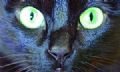 Para donos, gatos pretos trazem sorte Foto: Orlando Filho/DGABC