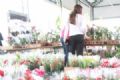 Mercado de flores estima aumento de at 35% nas vendas na Primavera Na Primavera de 2012 foram vendidas 860,4 toneladas de flores. Foto|: Divulgao/PSA