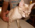 Casal reencontra gata que estava sumida havia dois anos nos EUA Casal de Cedar Creek reencontrou gata de estimao que estava sumida havia dois anos (Foto: Reproduo/Facebook/Sharen Armstrong-Maitland )