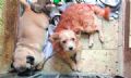  Polcia resgata animais que eram maltratados em pet shop Foto: Andra Iseki/DGABC
