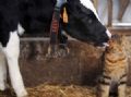Gato ganha ''lambida carinhosa'' de vaca em feira na Frana Foto: Jean Franois Monier/AFP