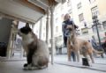  Caf para gatos e seus donos faz ces ''passarem inveja'' na Itlia Sem poder entrar, co passa 'inveja' ao ver gato em caf para felinos em Turin, na Itlia (Foto: Marco Bertorello/AFP)