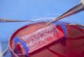  Pacientes que nasceram sem vagina ganham rgo feito com suas clulas Pesquisador demonstra o processo de criao em laboratrio de um rgo vagina com clulas das prprias pacientes (Foto: Reuters/Wake Forest Institute for Regenerative Medicine)