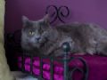  Hotel de luxo para gatos tem ''menu gourmet'', massagem e chofer Gato na cama do hotel de luxo Meadow Cat Hotel, na Inglaterra (Foto: Richard Machin/Meadow Cat Hotel/Divulgao)
