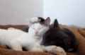 Gatos irmos fazem sucesso como ''mais amorosos do mundo'' em vdeo Gato Pamielis (branco) at fecha os olhos para relaxar na hora de receber os carinhos da irm Pūkis (Foto: Reproduo/YouTube/Vaidas Siniauskas)