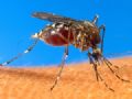 Copa vai coincidir com perodo em que dengue costuma diminuir Mosquito da dengue Aedes aegypti (Foto: USDA/AP)