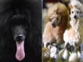 Feira na Alemanha premia cachorros habilidosos e de visual extico Poodle com pelos longos que lembram 'juba' e colegas corredores so expostos em feira na Alemanha, neste domingo (11) (Foto: AFP/ Patrik Stollarz)