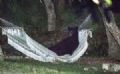  Urso  flagrado descansando em rede de casa nos EUA Urso-negro foi visto descansando em rede no jardim de uma casa em Daytona Beach, Flrida (Foto: Rafael C. Torres/Reuters)
