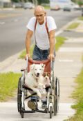  Americano leva ces de estimao para passear em cadeira de rodas Robert Crews foi flagrado levando seus ces de estimao para passear em uma cadeira de rodas (Foto: Bob Self/The Florida Times-Union/AP)