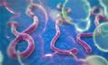 Caso suspeito de Ebola tem resultado negativo Foto: Divulgao - DGABC