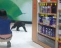 Ursinho  capturado aps invadir loja nos EUA Vrios clientes pararam para filmar e fotografar o filhote (Foto: Robin A. Bishop/AP)