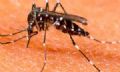 Sbado  Dia D de combate  dengue em Mau 