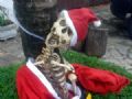  Esqueleto vestido de Papai Noel mobiliza polcia em Itu Ossos esto parafusados, o que pode indicar que o esqueleto era usado para estudo (Foto: Arquivo pessoal)