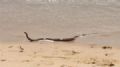  Banhistas ficam apavorados aps cobra de 1,5m sair do mar na Austrlia Banhistas ficaram apavorados aps cobra venenosa sair do mar na Austrlia (Foto: Reproduo/Twitter/Nine Brisbane)