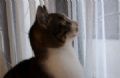  Gato  flagrado com olhar vidrado ao observar ave de rapina pela janela Gato foi flagrado com olhar vidrado enquanto observar ave de rapina pela janela (Foto: Reproduo/YouTube/ 柴犬ひかりといちご★猫ミルキー)