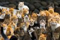 Ilha japonesa tem populao de gatos 6 vezes maior do que a de humanos Remota ilha no sul do Japo  dominada por gatos (Foto: Thomas Peter/Reuters)