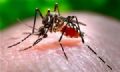 Estado de SP j tem 100 mil casos sob suspeita de dengue Foto: Dirio do Grande ABC