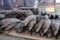 Mau comea campanha do pescado na segunda-feira Qualidade do pescado ser fiscalizada pela Secretaria de Segurana Alimentar. Foto: Arquivo ABCD MAIOR