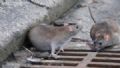  Infestao de ratos assusta a populao Imagem Ilustrativa. Foto: unibairros.com