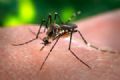 Ministrio da Sade eleva repasses contra a dengue; So Paulo vive epidemia Aumento de casos da doena provocada pelo Aedes Aegypti caracteriza epidemia. Foto: Fotos Pblicas