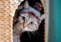  Livro traz 30 modelos de chapus de tric e croch para gatos Livro traz 30 modelos de chapus de tric e croch para felinos (Foto: Liz Coleman/Running Press/Quarto/AP)