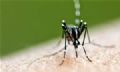 Dengue coloca capital em estado de emergncia Foto: Divulgao/DGABC