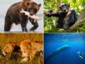 Megassafri de R$ 783 mil leva turista para ver animais no mundo todo Ursos, baleias, primatas e felinos so o foco do mega-safri (Foto: Brad Josephs/Will BolsoverPatrick Dykstra/Richard Denyer/Natural World Safaris/Divulgao)