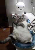 Foto de gatos que parecem ter feito ''coisa errada'' vira hit na web Gatos pareciam surpresos ao serem fotografados enquanto relaxavam deitados em brinquedo (Foto: Reproduo/Reddit/8lueberrymuffin)