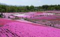 Parque cor-de-rosa atrai turistas no Japo O parque Hitsujiyama, no Japo, se cobre de flores cor-de-rosa nesta poca do ano (Foto: Kazuhiro Nogi /AFP)