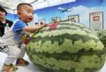 Melancia de 84 quilos vira atrao em festival na China  (Foto: China Daily/Reuters)