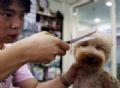 Pet shop cobra R$ 120 por corte para ces no estilo ''flat-top'' em Taiwan Proprietrio Mo Ming-feng  tambm o criador do corte canino inspirado no estilo 'flat-top' (Foto: Pichi Chuang/Reuters)