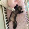 Gato se ''apodera'' de bero montado por casal para beb prestes a nascer Gato deitou de barriga para cima ao entrar em bero construdo para beb prestes a nascer (Foto: Max Brown/imgur.com)