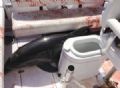  Americana sofre fraturas aps ser atingida por golfinho em barco Foto de 21 de junho mostra golfinho ferido aps saltar sobre barco nos EUA (Foto: Dirk Frickman via AP)